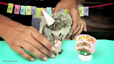 01 Erizos Animales Humor - Fun 