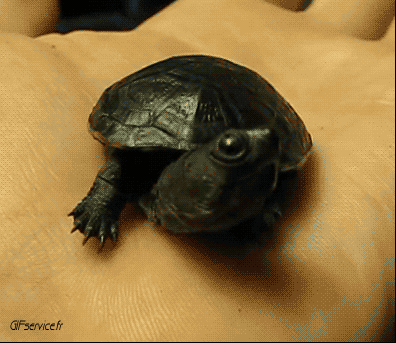 01 Turtles Animals Humor -  Fun 