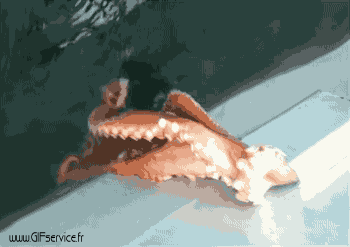 01 Krake Tiere Humor -  Fun 