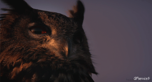 Rapace & Nocturne Oiseaux Animaux Humour - Fun 