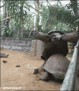 01 Turtles Animals Humor -  Fun 