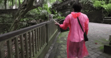 Serie 02 Singes Animaux Humour - Fun 