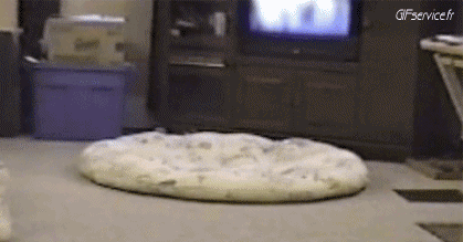 04 Katze Tiere Humor -  Fun 