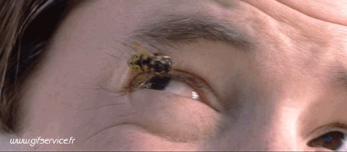 Serie 01 Insectes Animaux Humour - Fun 