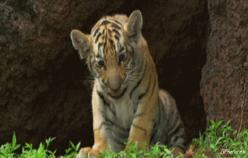 01 Tigri Animali Umorismo -  Fun 