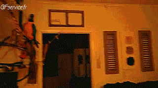 Peruche Papagei Geflügel Tiere Humor -  Fun 