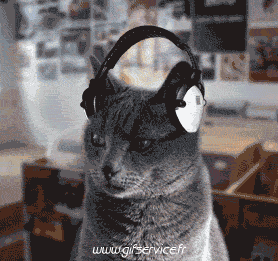 03 Gatti Animali Umorismo -  Fun 