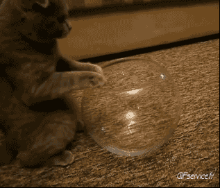 04 Cats Animals Humor -  Fun 