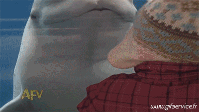 01 Delfine Tiere Humor -  Fun 