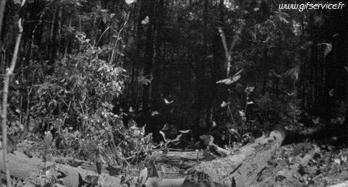 01 Insetti Animali Umorismo -  Fun 