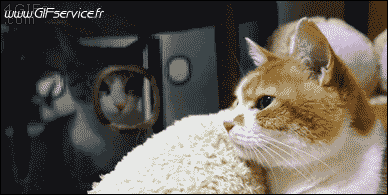 02 Gatti Animali Umorismo -  Fun 