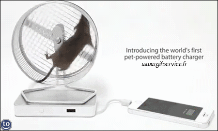 01 Hamster Animals Humor -  Fun 