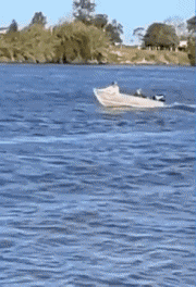 Unfall - Laufen auf Grund 2 Boote Transport Humor -  Fun 