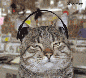 04 Cats Animals Humor -  Fun 