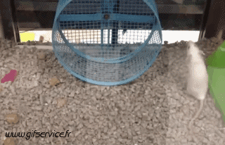 01 Hamster Animals Humor -  Fun 