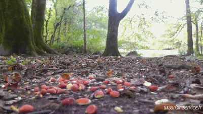 01 Scoiattoli Animali Umorismo -  Fun 