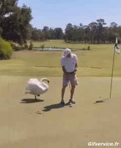 Various 02 Birds Animals Humor -  Fun 