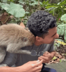 Serie 02 Singes Animaux Humour - Fun 