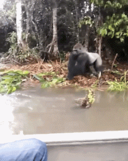 Serie 02 Singes Animaux Humour - Fun 