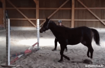 Serie 02 Horses Animals Humor -  Fun 