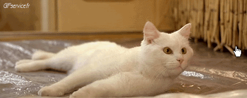 04 Katze Tiere Humor -  Fun 