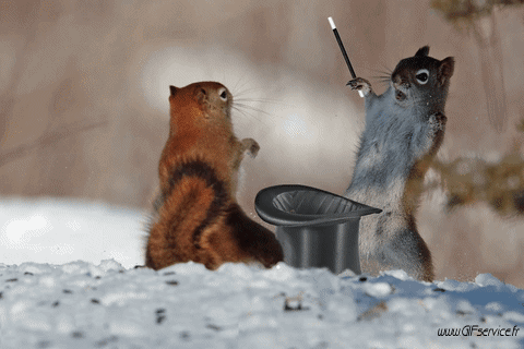 01 Squirrels Animals Humor -  Fun 
