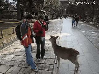 01 Deer - Fawn Animals Humor -  Fun 