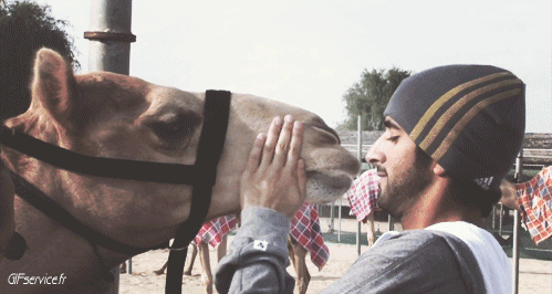 01 Camels Animals Humor -  Fun 