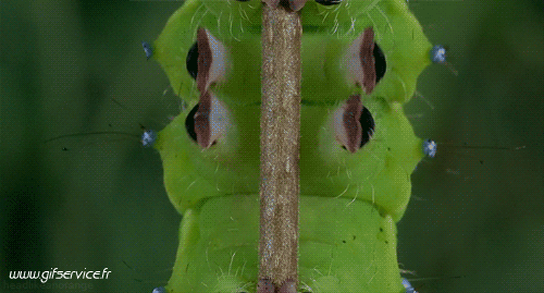 01 Insectos Animales Humor - Fun 