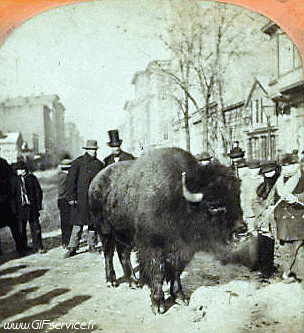 Stéreoscopique Wiggle Effetti 3d Umorismo -  Fun 