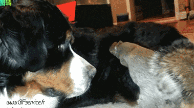 01 Squirrels Animals Humor -  Fun 