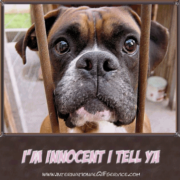 01 Dogs Animals Humor -  Fun 