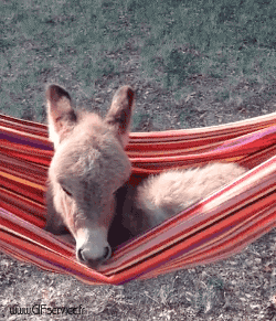 01 Donkeys Animals Humor -  Fun 