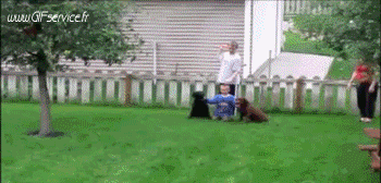 02 Perros Animales Humor - Fun 