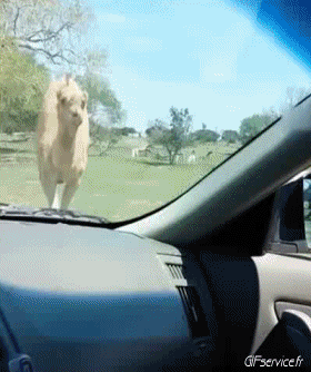 01 Kamele Tiere Humor -  Fun 