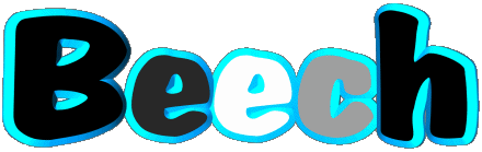 Beech B MASCULIN - UK - USA Prénoms 