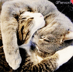 04 Katze Tiere Humor -  Fun 