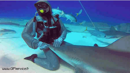 01 Tiburones Animales Humor - Fun 