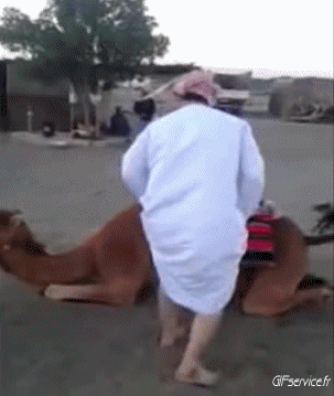 01 Camellos Animales Humor - Fun 