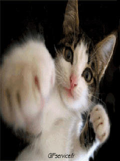 Serie 05 Chats Animaux Humour - Fun 