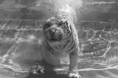 01 Tigres Animaux Humour - Fun 