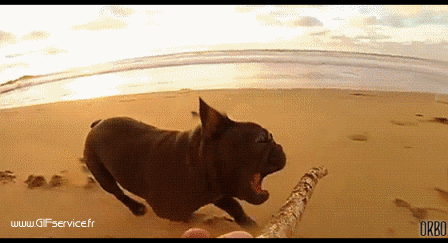 03 Cani Animali Umorismo -  Fun 