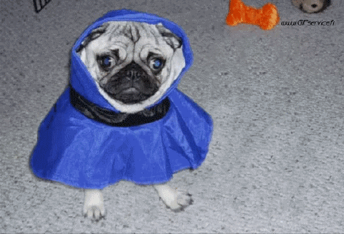 01 Perros Animales Humor - Fun 