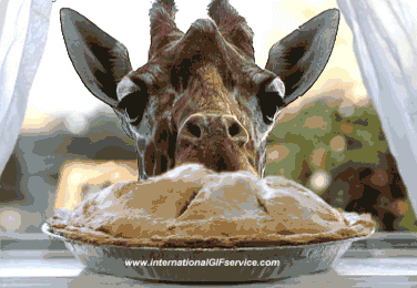 01 Jirafas Animales Humor - Fun 