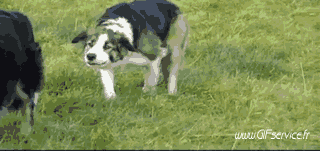 02 Cani Animali Umorismo -  Fun 