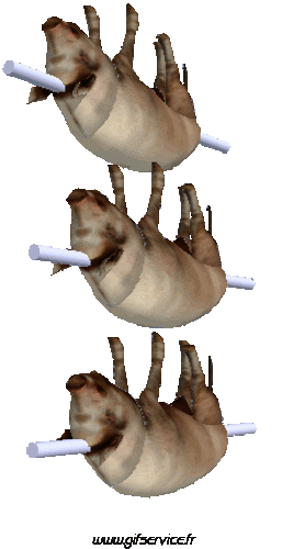 01 Schweine - Wildschweine Tiere Humor -  Fun 