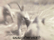 01 Monos Animales Humor - Fun 