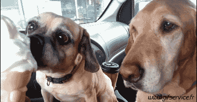 03 Cani Animali Umorismo -  Fun 