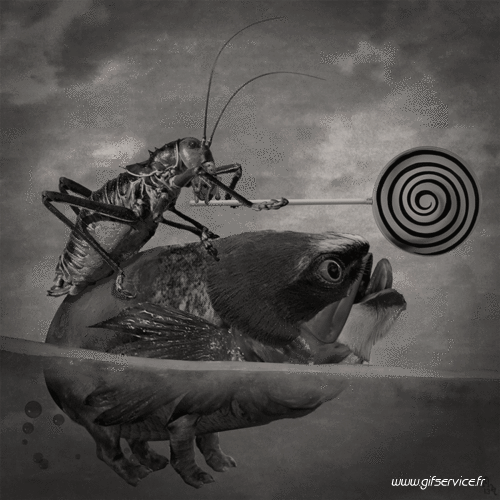 01 Insects Animals Humor -  Fun 