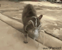 01 Octopus Animals Humor -  Fun 